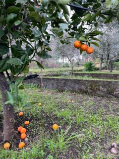 Villa Milone Etna Country House - Zafferana Etnea - 6