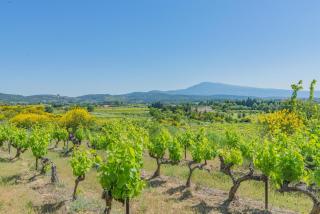 Domaine Purviti - Beaumes-de-Venise - 7