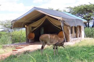 Giraff maasai mara home stay&safaris - Sekenani - 7