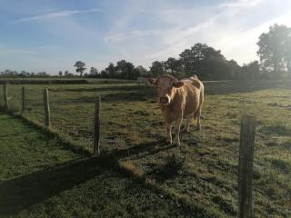 Gite la grange des Landes - Mauléon - 1
