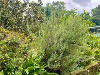 Mid-Century Modern Centrally Located Garden Oasis - 1