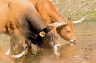 Finca Cerro Verde - 9