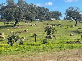 Finca Cerro Verde - 8