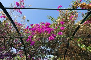 Appartamento Bouganville - Pietra Ligure - 8