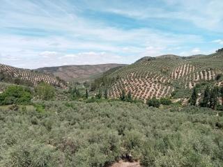 El Almendro de la Tia Teresa - Prados de Armijo - 0