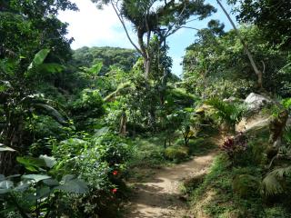 La Merecida, Nature Reserve, Coffee Cocoa Wellness - La Esmeralda - 3
