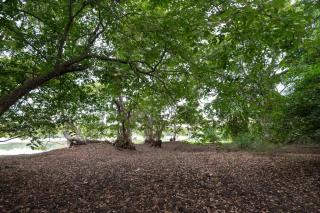 Ayurvedic Lanka Wellness Hotel - 8