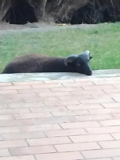 Chambre 2, chambre de bonne - 6