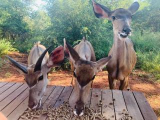 The Hedgehog at Marloth Park - 7