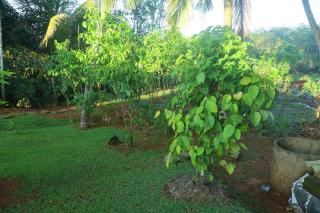 Villa Green Paradise - 1