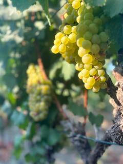 Datça Vineyard Guesthouse - Over 14 years old only - Datça - 2