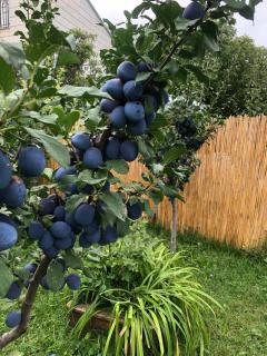Dacha - Dzoraghpʼyur - 2