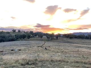 Luxury country guesthouse on large cattle station - Murrurundi - 9