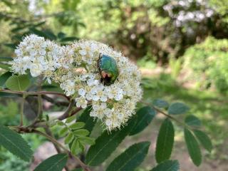 Ferienhaus Urwald - 8