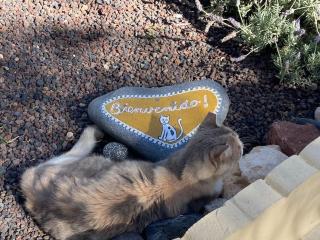 CASITA, Costa Calma, 2 SZ, Glasfaser Wifi, gute Lage, Strandnähe - 5