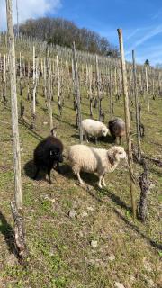 Weingut Dr Wagner - Saarburg - 7