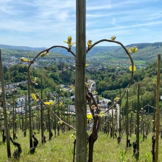Weingut Dr Wagner - Saarburg - 5