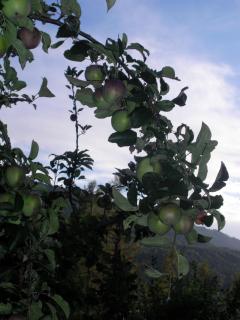 Haus Lärchenheim - 1