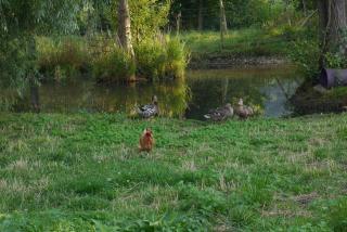 Gite La Fleuv'Yeres - Villy-le-Bas - 6