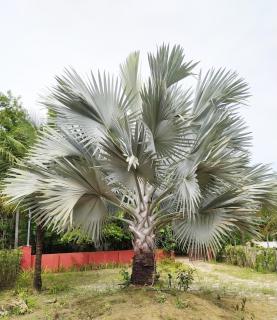 Casa Cumuruxatiba, natureza e charme - Cumuruxatiba - 9