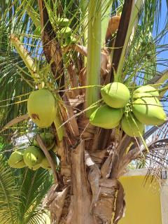 Coconut Studio - South Hill Village - 4