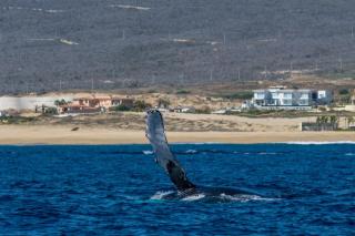 Baja Tranquilo - Villas Cerritos - 2