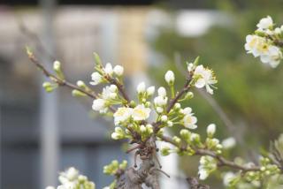 Sunny garden house - Lenah Valley - 5