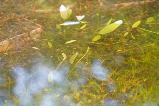 Sunny garden house - 1