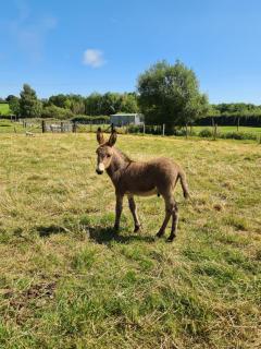 Poachers Keep, Shepherds Hut - Endon - 1
