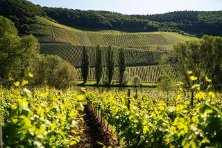 Claes Weinquartier - Appartements & Wein by Niko Schmitt - Trittenheim - 0
