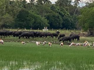 See Turtle Villa - 3