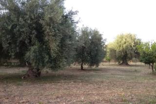 Dimore del Carrubo - loft ad Avola - 8