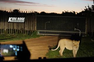 Kudu Ridge Game Lodge - Addo - 7