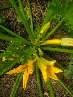 Au Mas de Janita, chambres et table d'hôtes - 7