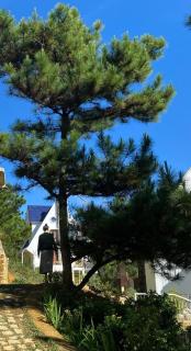 Azalea Villa Dalat - Nghỉ Dưỡng Riêng Tư Yên Tĩnh Giữa Rừng Thông - Da Lat - 1