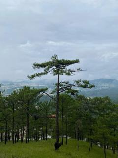 Azalea Villa Dalat - Nghỉ Dưỡng Riêng Tư Yên Tĩnh Giữa Rừng Thông - Đà Lạt - 2