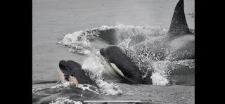 Whales house - Horseshoe Bay - 0