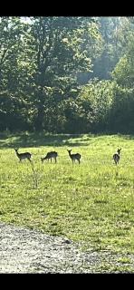 Leśny Park Polanica - 1