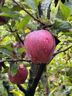 Old Brahma Homestay - 6