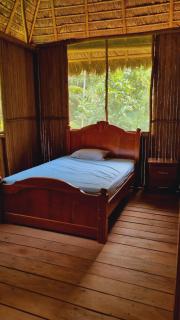 Castaña Amazon Park - 4