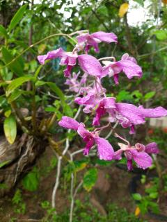 Natural Cozy Guest - 3