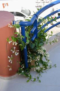 Andy's Plaza - Agia Pelagia - 5