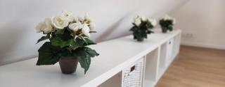 Les Hortensias Roses Duplex - Amiens - 2