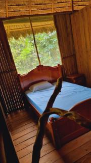 Castaña Amazon Park - 7