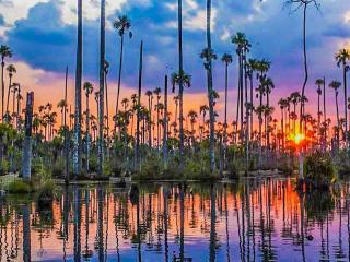 Castaña Amazon Park - 9