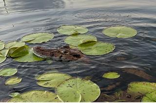 Castaña Amazon Park - 8