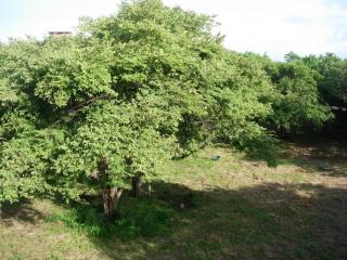 A5 PL Near the beach 1bed 1 office 1 bathroom - Tamarindo - 8