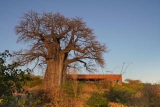 Suricata Boma Lodge - Mto wa Mbu - 5