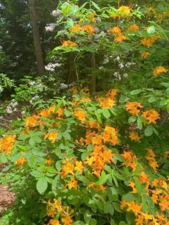 Cozy, close to Murphy, NC, Blue Ridge, GA, pet friendly - Murphy - 7