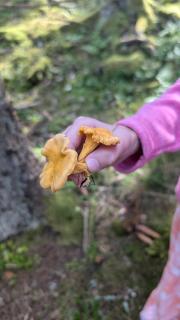Glad hund - Dalskog - 5
